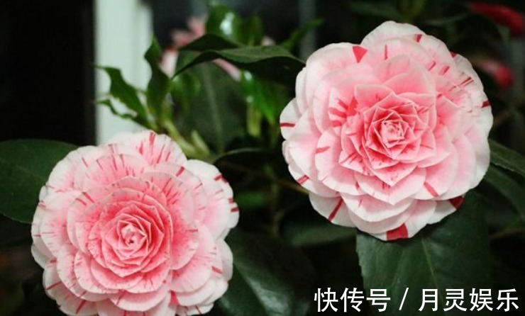 让“茶花”开花不断,1土壤2光照3施肥,关键点学会,1连开几个月