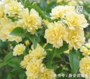 “3种花”养家里,1盆顶“5盆”,好养又好看,香气飘满屋!