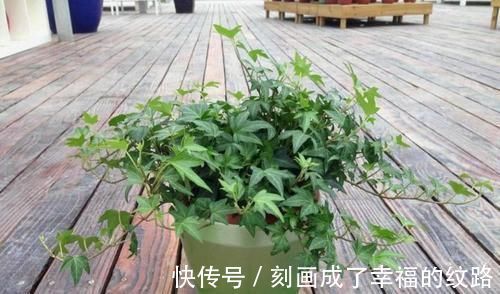 超美|阳台上种什么植物好?这些花养在阳台超美!