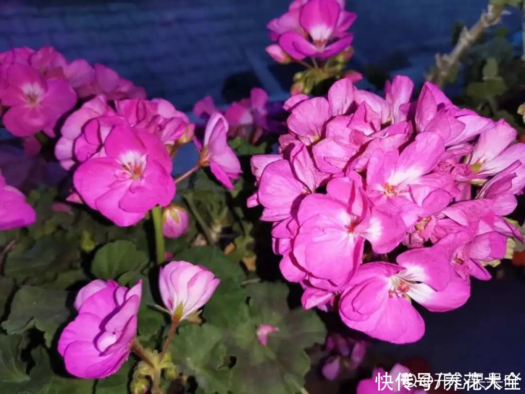  开花|开花时间PK，秋海棠第二，就没花敢称第一