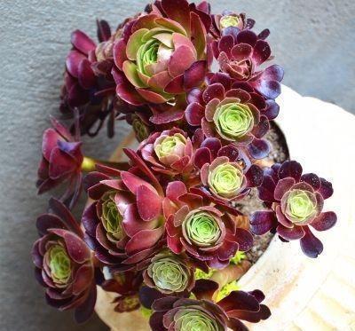 多肉界的“大魔头”黑法师，养护就3点，一年窜了半米高，变老桩