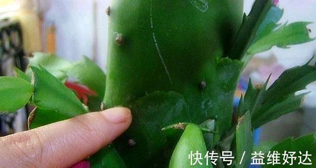 蟹爪兰|“嫁接”蟹爪兰,不注意这个“小细节”,成活率基本为“零”