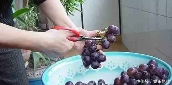 自酿|小妙招,教你在家如何自酿葡萄酒初级方法