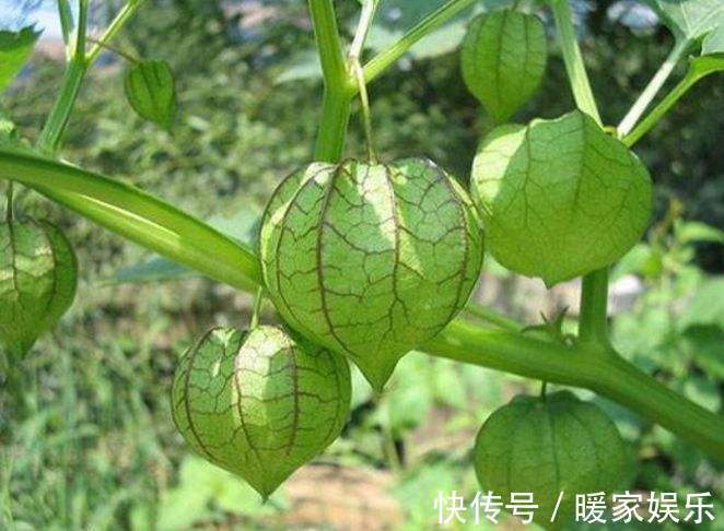 美容养颜|女人想要变美不妨常食此果，每天一个，美容养颜，吃到就是捡到宝