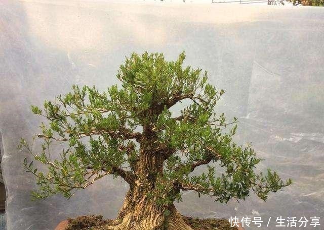 黄杨树|云贵大山的“黄杨市场”，是“原则”与艺术的碰撞，你站谁呢！