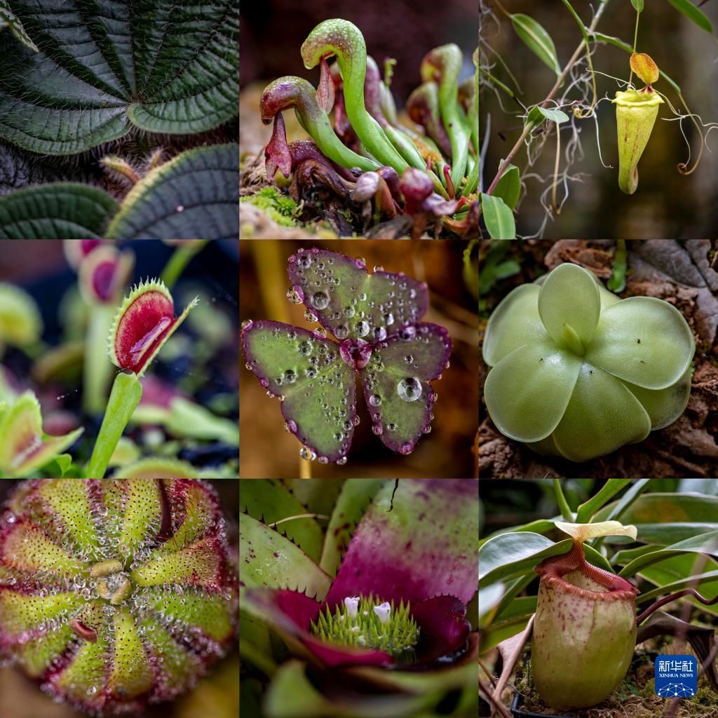 昆明植物研究所|探访“扶荔宫”