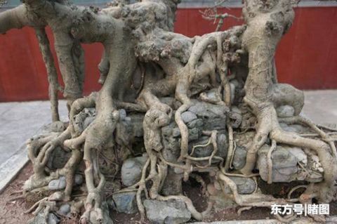 男子|男子15年前花三千元买棵盆景树,现有人出价数十万不舍得卖