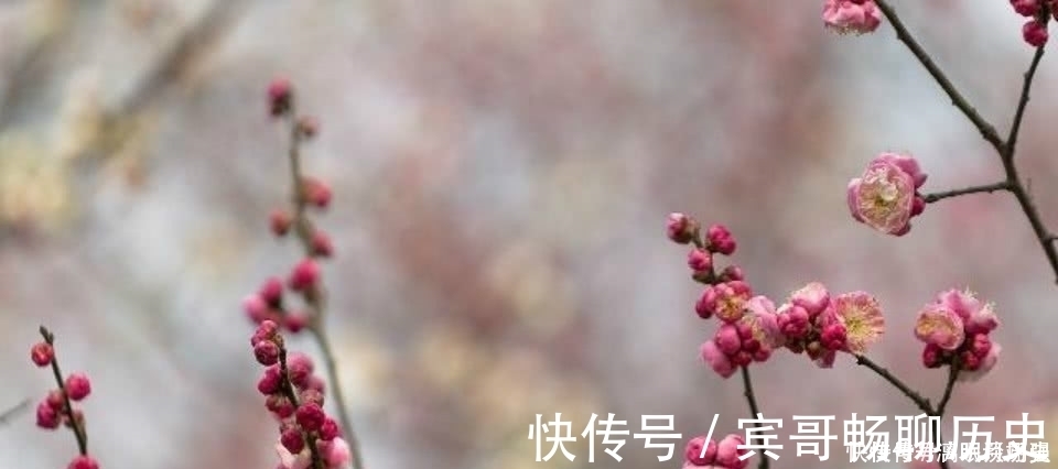 暗香浮动月|众多的咏梅诗里，只有这一首写出不一样的梅花，从而成为千古名篇