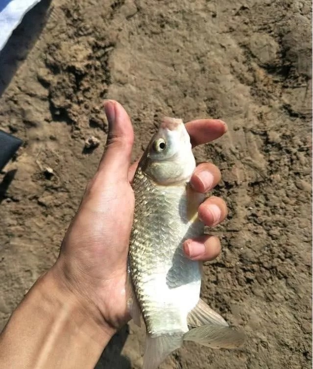 最高温度|初冬野钓,该钓“深”还是“浅”?一旦选错就是白白浪费时间