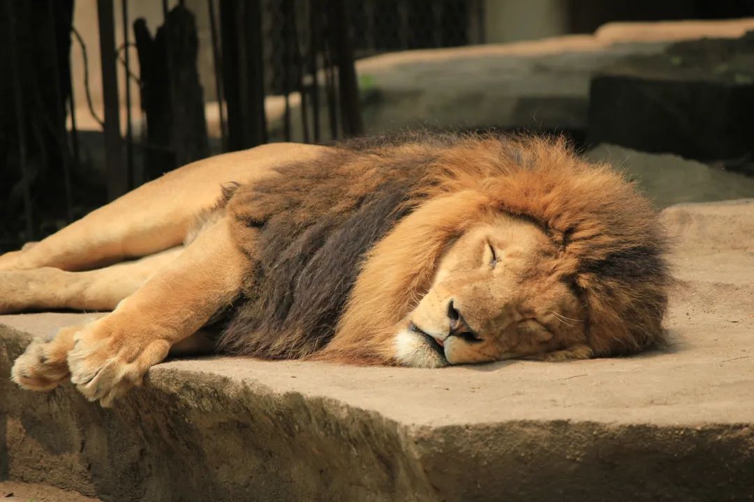 蟹老板|孩子在，能不能文明点！女子为哄娃狠拽孔雀羽毛惹众怒