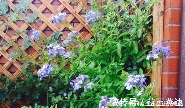 家有小院，一定要做个篱笆墙，美的世间少有！