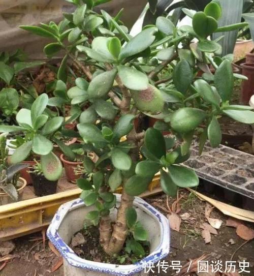 没个小院子别养3种花，“喝点水”就泛滥，长出一片清不掉！