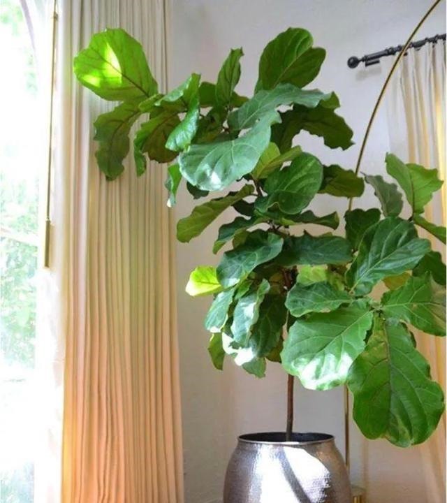 聪明人客厅养花，首选“6种”盆栽，好养好看，家人身体越来越好