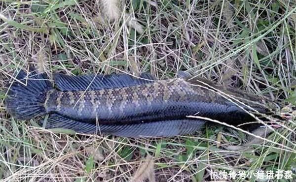 乌子|不会钓黑鱼试试民间的这种“野路子”，黑鱼没那么难钓