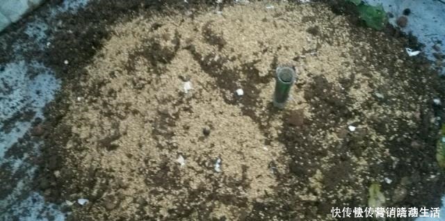 旧土|家里花卉换盆,剩下“旧土”怎么办老花匠“这么”处理更肥沃!