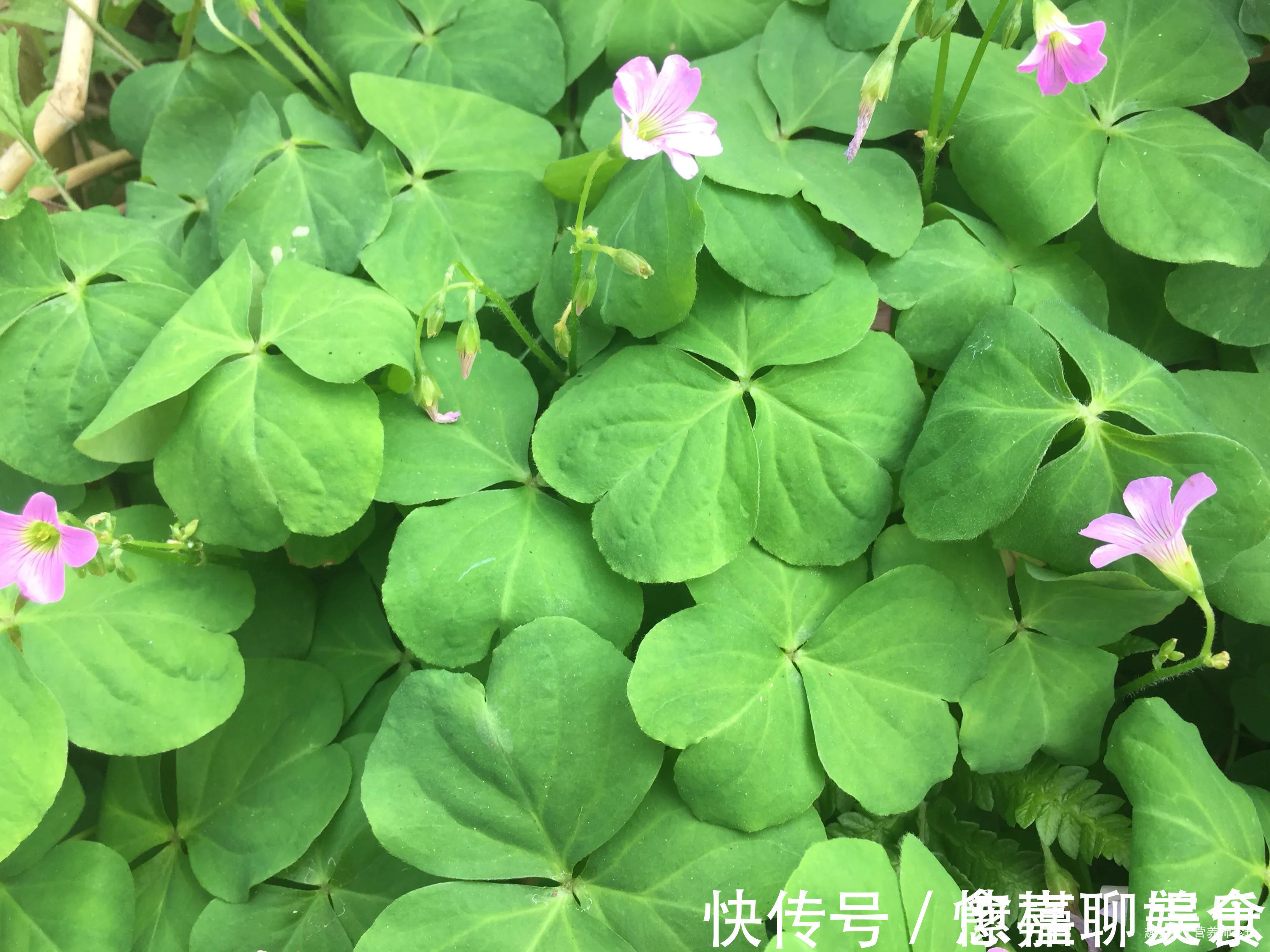 野草|家门口常见的酸酸草，药效堪比冬虫夏草，可惜大家都当杂草除掉了