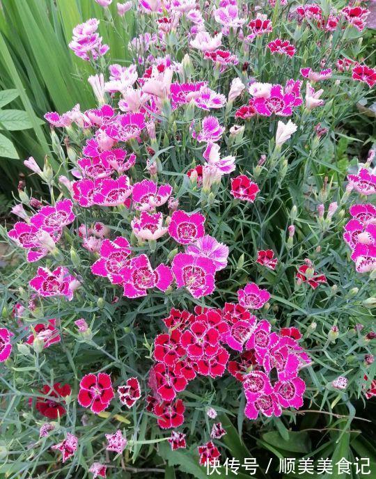 空气|俗话说人养花，花养人，这5种花放在家里好处多，全家老少更健康