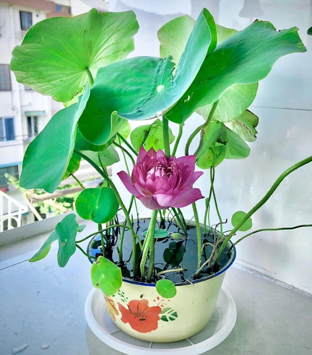 不怕晒的花,晒得越狠,花苞越多