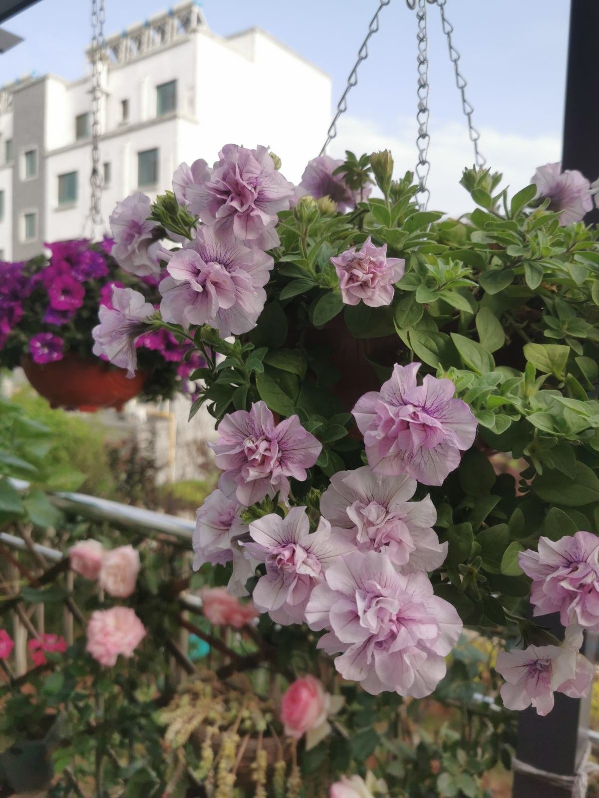 花卉|只能养1年的花,开完花就抓紧时间扔掉,再养也不开花