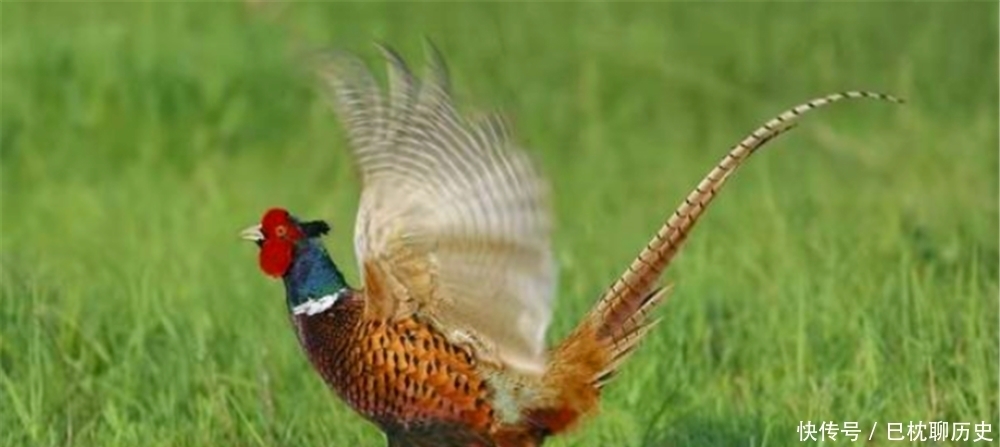 俗语|农村俗语常说“马生麒麟,雉生凤”,这话有现实意义吗?