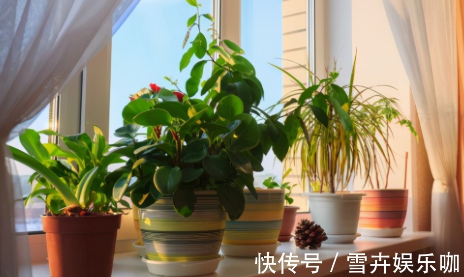 养花入门小知识:给盆栽浇水有哪些技巧或要求?