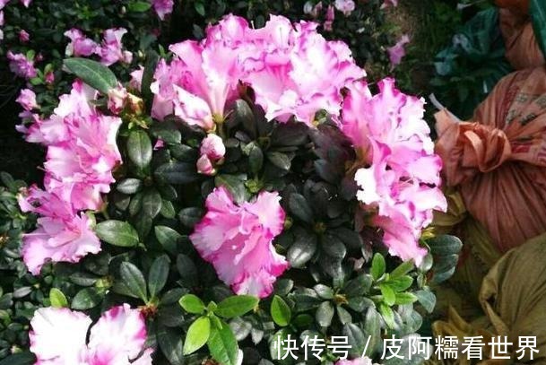 光照|茶花盆栽四季杜鹃，注意3点，枝繁叶茂、花团锦簇、病虫害少