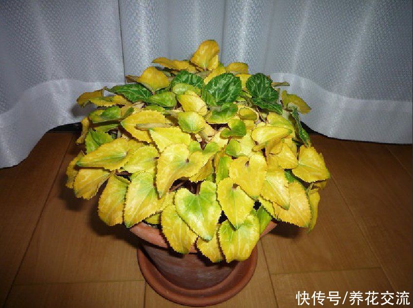 6种特别怕热的花卉，度夏要多注意几点，夏天容易挂，养护要谨慎