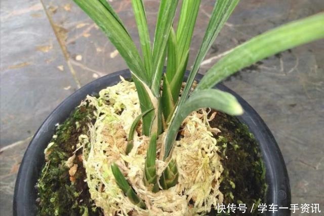 一种废水浇兰花，发芽多，五年养出200盆！