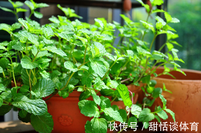 5种“养人花”,你养着它,它也养着你,家里空气清新,人健康