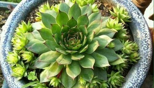 养了2年的观音莲不长个？直接砍了，冒出一圈小侧芽