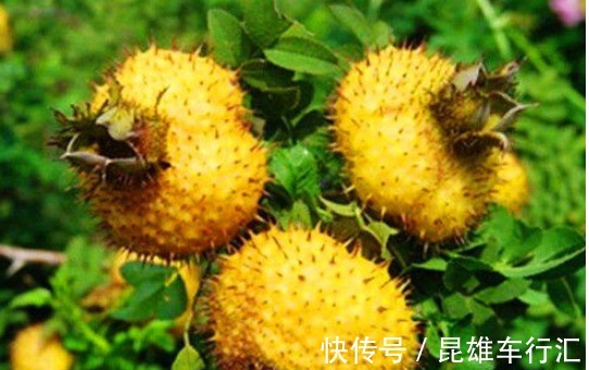 膳食纤维|女性想要身体好,常吃的食物,排出毒素,滋阴降火,增强体质