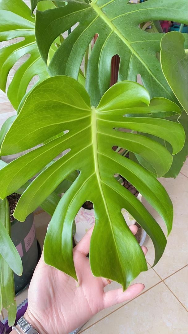 芦荟|3种旺家花卉,养人养身心,家里有老人更要养