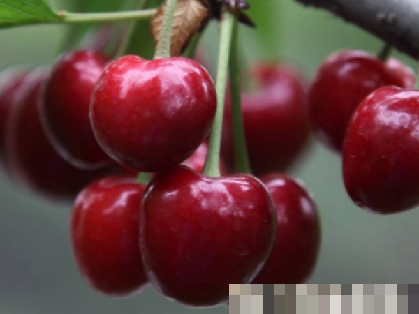 湿气太重不想动常吃4类祛湿食物,不仅排出湿气,还能去水肿