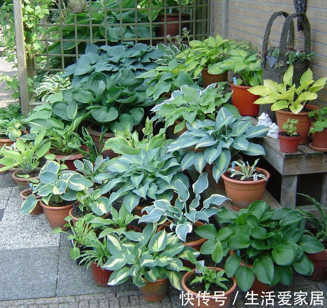 福建人爱养花草盆景,他们对花草形态是有“高要求”的!