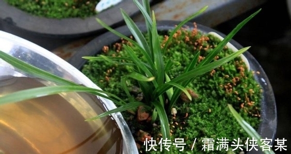 日常养花该准备什么肥?自制这3样就不错,肥效温和、材料易得