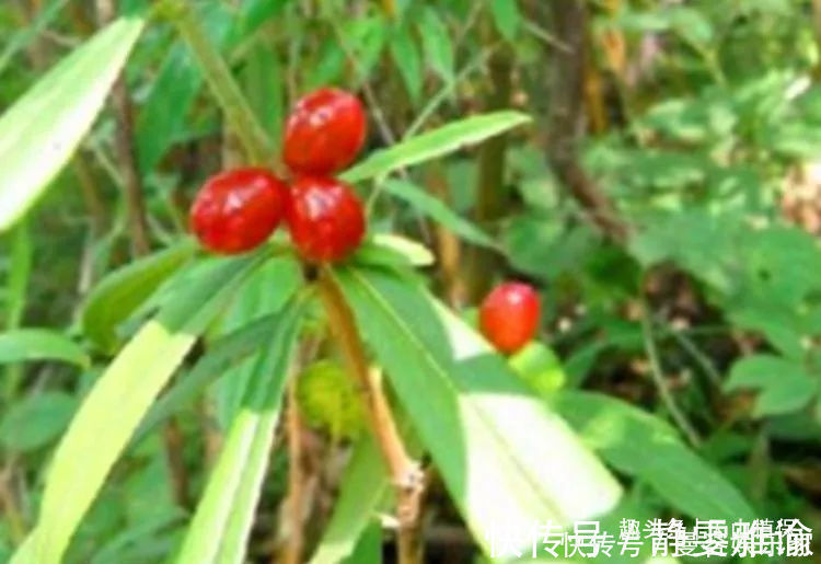 清热解毒|农村一种常见野草,有清热解毒的效果,现在很多人工种植