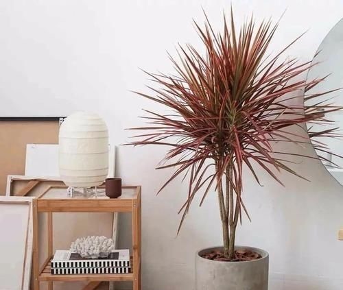 三种“吸毒花”,个个都是吉祥花,家里养一盆,呵护全家健康