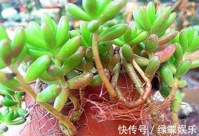 多肉全是“胡须”,这是“求救”信号,多肉爱好者要引起重视!