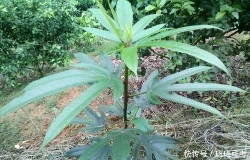 土人参|农村的此物，人称“土人参”，根部价值极为珍贵，遇见请珍惜