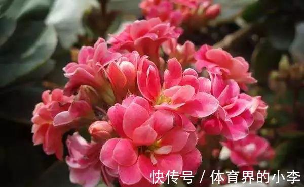 长寿花这样伺候，健康又长寿，开完一茬又一茬