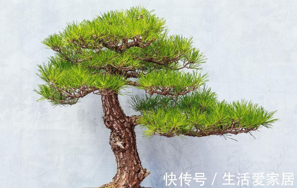 松针|玩盆景不玩松到老一场空，不懂造型，修剪，到老还是空空空