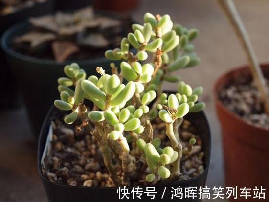 养棵多肉美滋滋，谁知是家中潜藏的毒虫，不知道吃大亏！
