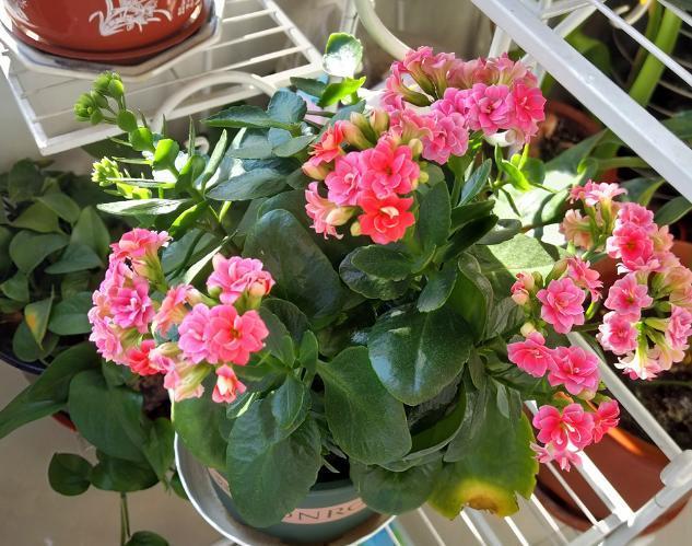 发育不良|修剪完长寿花该怎么善后做好这4项工作，一茬接一茬开花