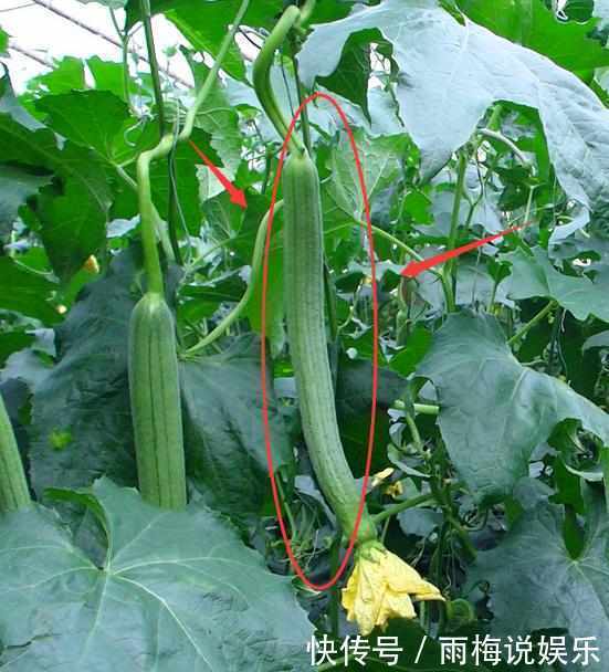 月经走后几种碱性食物要多吃,暖宫驱寒,排出污血毒素,保护卵巢