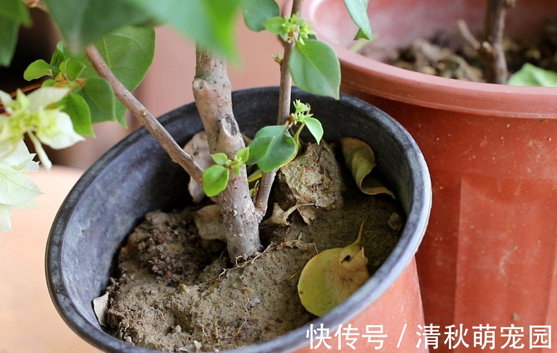 雨水|浇花用什么水好？自来水、雨水、生活废水，哪个更合适？