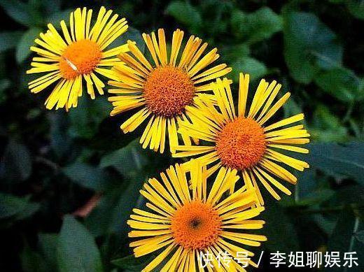 农历10月9号起,最适合养这些花,花期超半年,花朵五颜六色