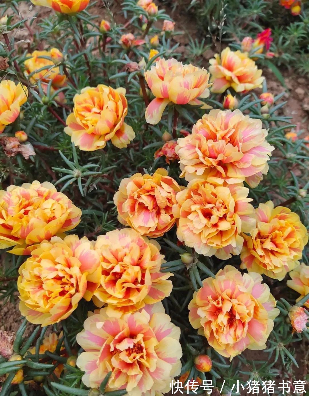 超好养的18种植物,第一名竟然是它!绿萝只能排倒数