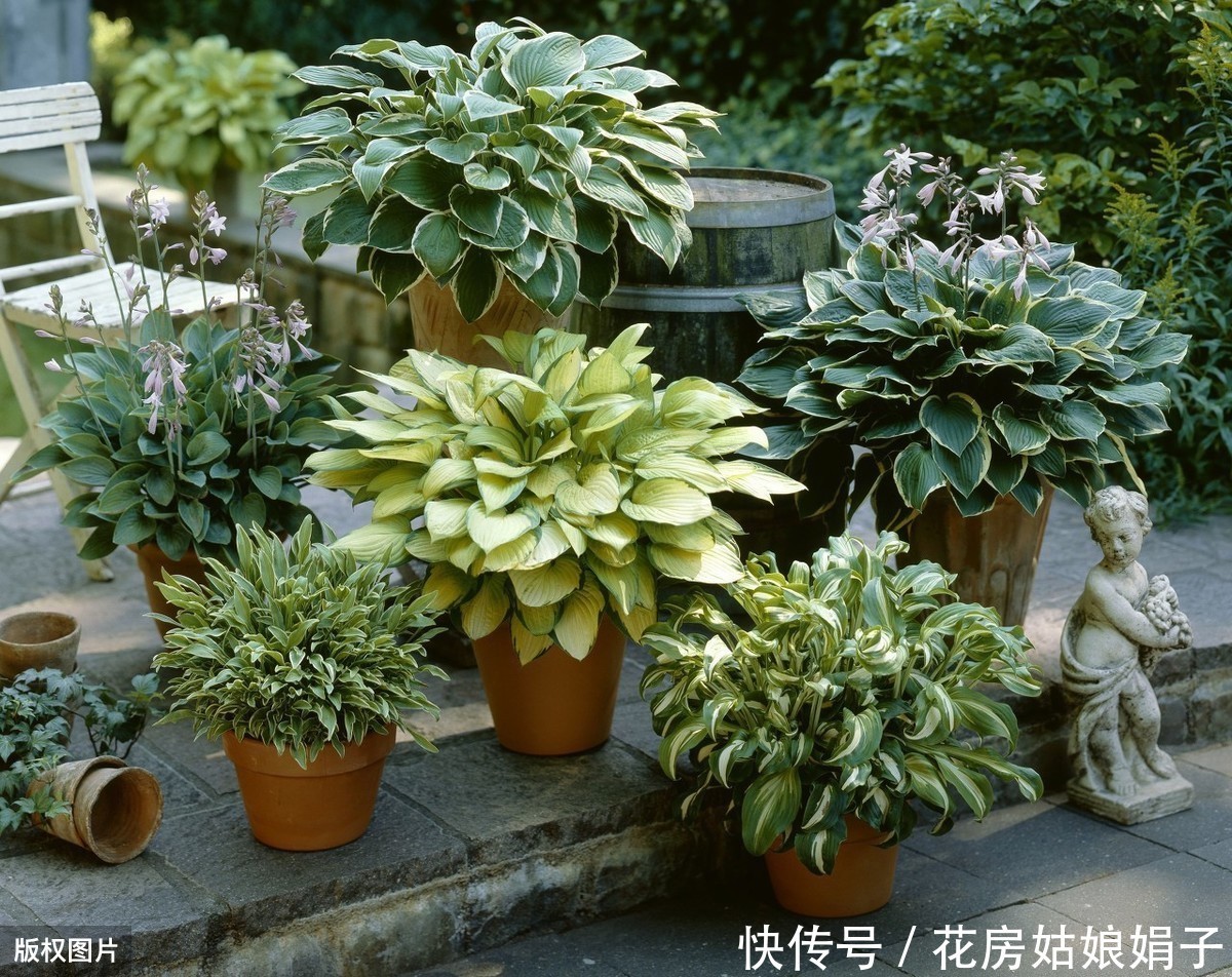 养花|花卉绿植如何才能长得茂盛?几个养花小妙招,简单又实用