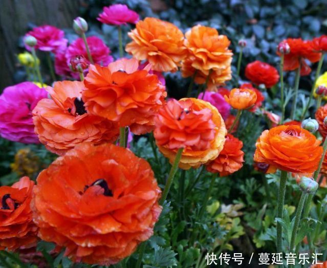 喜欢养花的,养种球花卉不能少它,颜色好看看着还很迷人