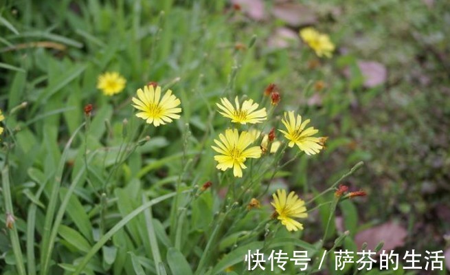 狂犬咬伤|它常被人误认为是蒲公英，药用价值极高，治疗狂犬咬伤、急性肾炎